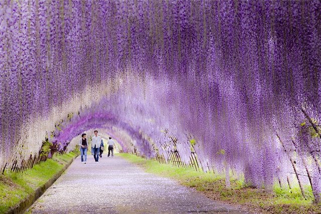 Wisteria Flower Tunnel in Japan 2