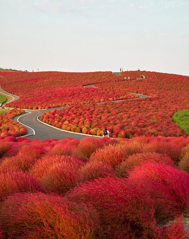 Hitachi Seaside Park, Japan