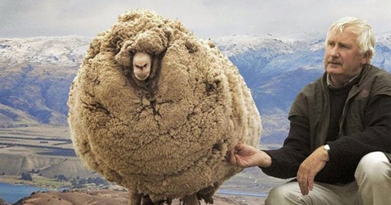 Γνωρίστε τον Σρεκ, το πρόβατο που κρύβονταν σε μια σπηλιά επί 6 χρόνια για να αποφύγει το κούρεμα