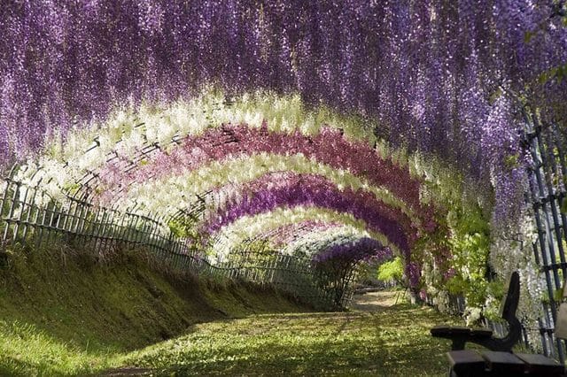 Wisteria Flower Tunnel in Japan