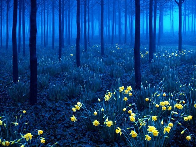 Black Forest, Germany