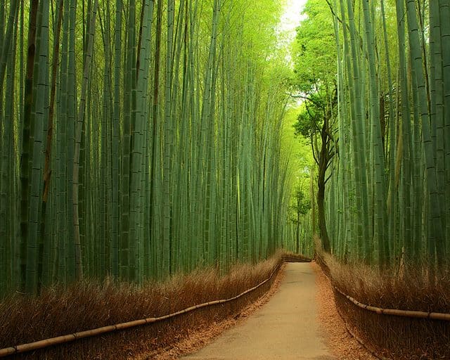 Bamboo Forest, Japan