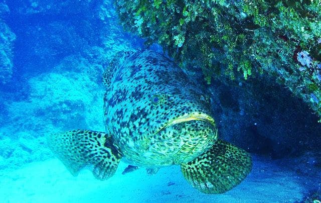 Barrier-Reef-Belize-02