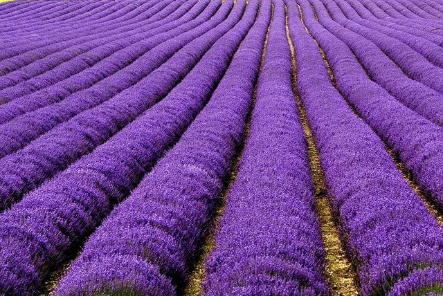 Lavender Fields, UK and France 2