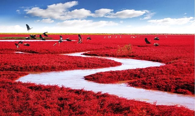 Red Beach, Panjin, China