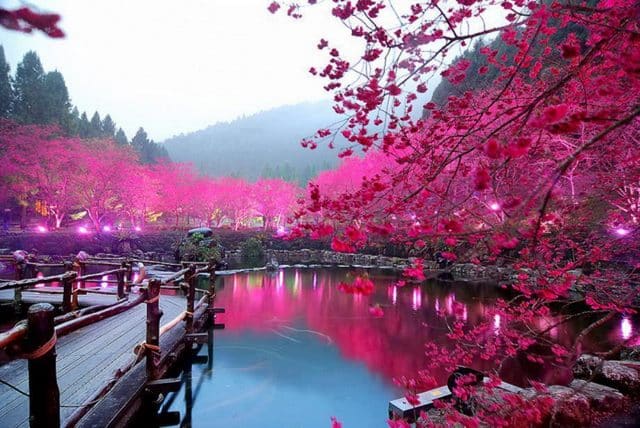 Sakura, japan