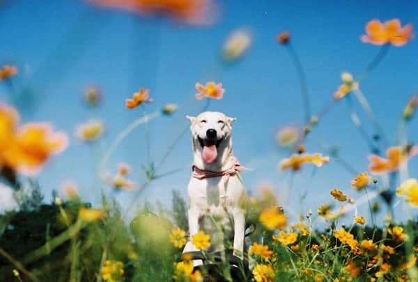 tilestwra.gr - Ο πιο ευτυχισμένος σκύλος στον κόσμο!