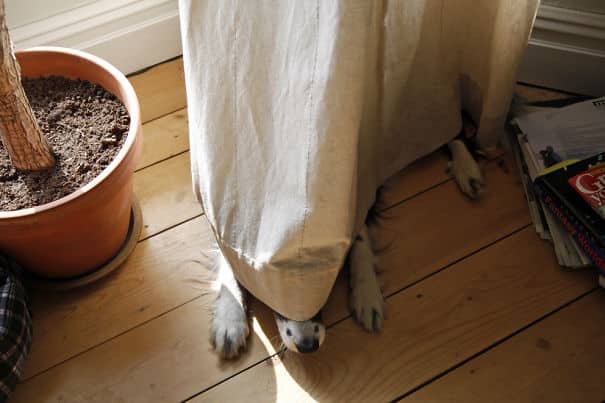 hiding ninja funny dogs 161 605