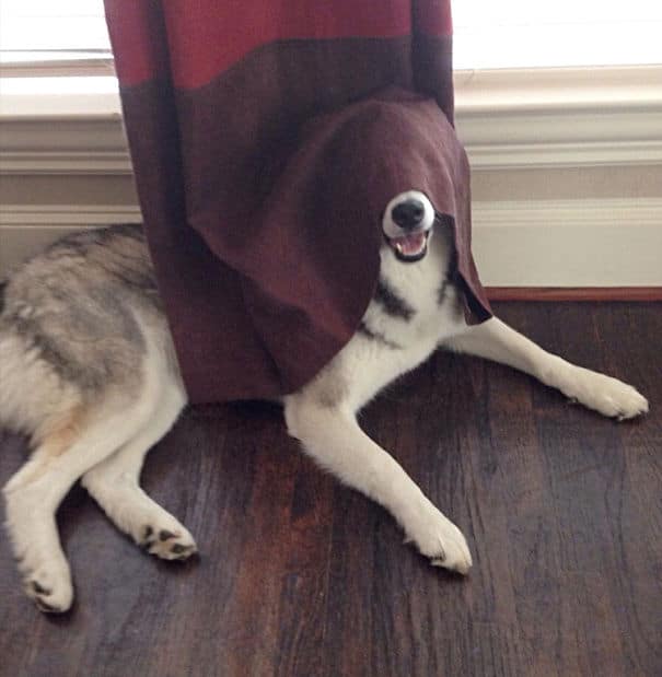 hiding ninja funny dogs 29 605