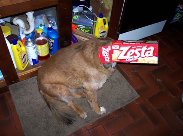 hiding ninja funny dogs 32 605