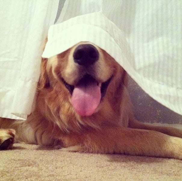 hiding ninja funny dogs 81 605