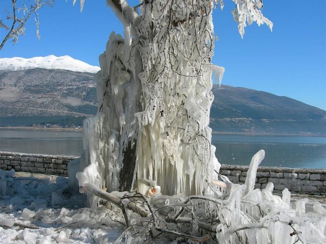 Δέντρο στη λίμνη των Ιωαννίνων