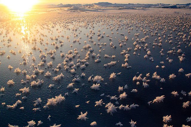 Λουλούδια από πάγο στον Αρκτικό Ωκεανό