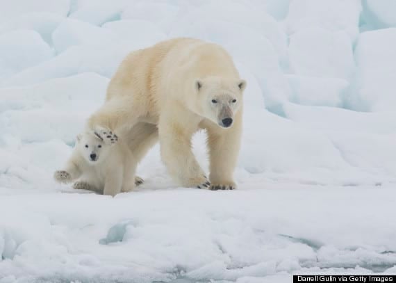 tilestwra.gr : o POLAR BEARS SVALBARD 570 Γιατί η Νορβηγία είναι το ομορφότερο μέρος του κόσμου; Για 25 λόγους!!