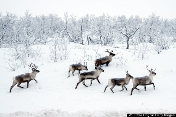 tilestwra.gr : o WILD REINDEER NORWAY 570 Γιατί η Νορβηγία είναι το ομορφότερο μέρος του κόσμου; Για 25 λόγους!!