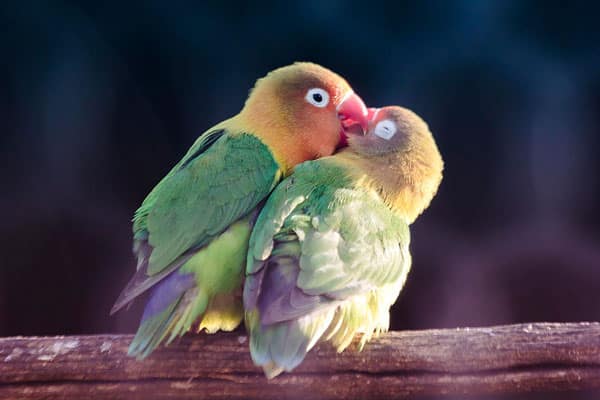 tilestwra.gr - Τα πτηνά της αγάπης!