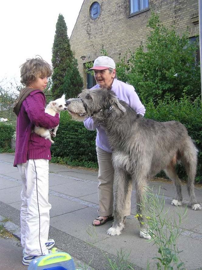 Σκύλοι που δεν έχουν καταλάβει πόσο τεράστιοι είναι (5)