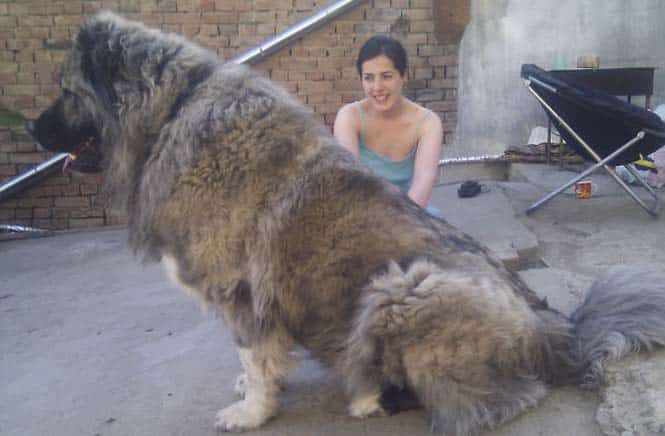Σκύλοι που δεν έχουν καταλάβει πόσο τεράστιοι είναι (9)