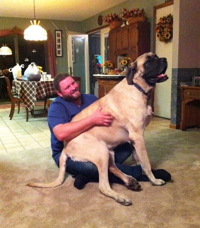 Σκύλοι που δεν έχουν καταλάβει πόσο τεράστιοι είναι (12)