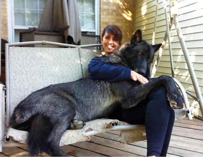 Σκύλοι που δεν έχουν καταλάβει πόσο τεράστιοι είναι (16)