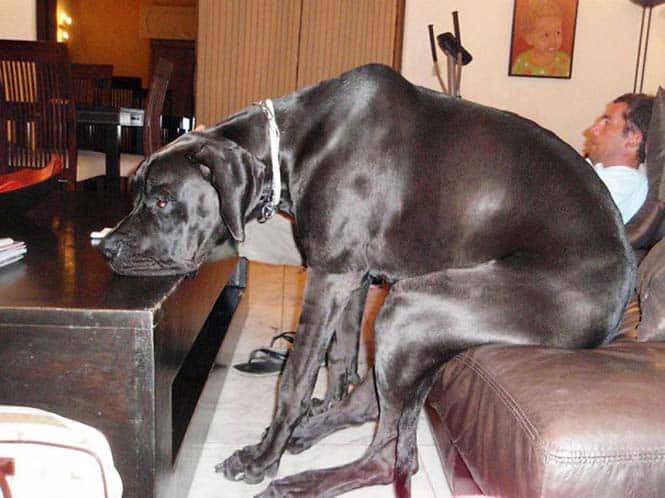 Σκύλοι που δεν έχουν καταλάβει πόσο τεράστιοι είναι (19)