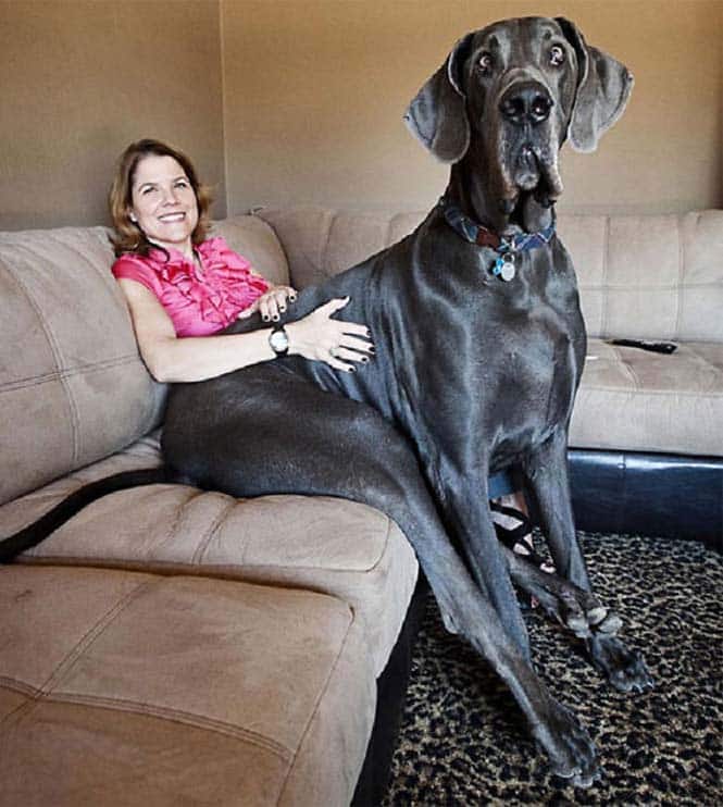 Σκύλοι που δεν έχουν καταλάβει πόσο τεράστιοι είναι (29)