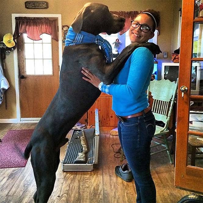 Σκύλοι που δεν έχουν καταλάβει πόσο τεράστιοι είναι (30)