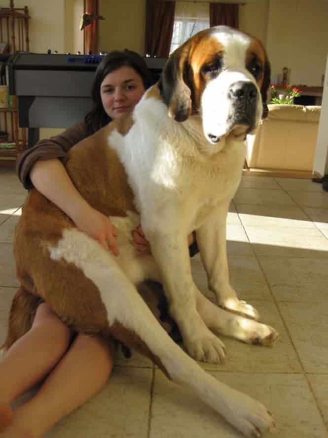 Σκύλοι που δεν έχουν καταλάβει πόσο τεράστιοι είναι (33)