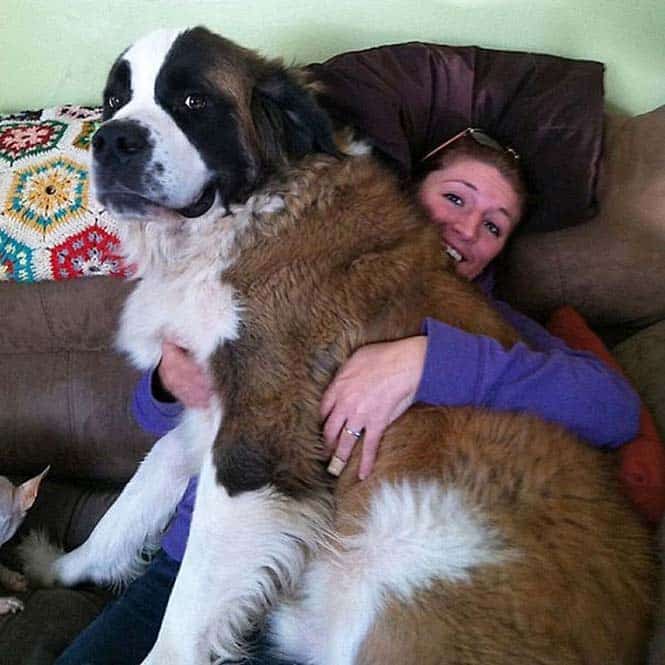 Σκύλοι που δεν έχουν καταλάβει πόσο τεράστιοι είναι (34)
