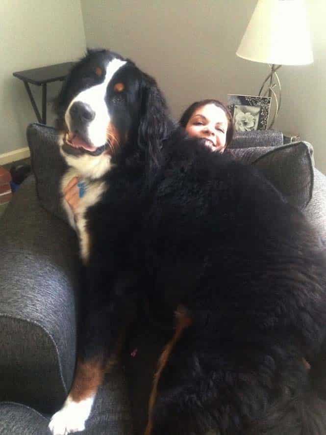 Σκύλοι που δεν έχουν καταλάβει πόσο τεράστιοι είναι (36)