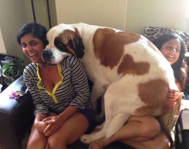 Σκύλοι που δεν έχουν καταλάβει πόσο τεράστιοι είναι (38)