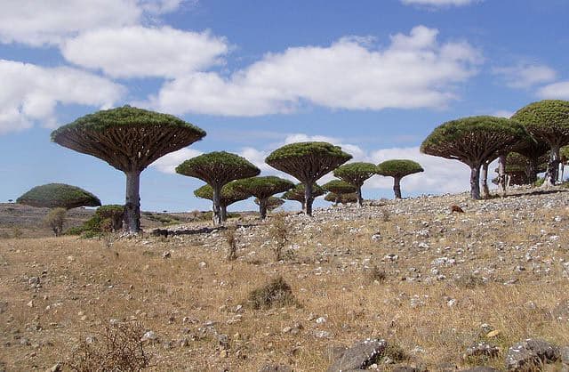 socotra-01