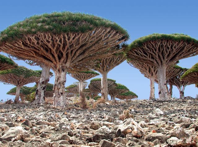 socotra-02