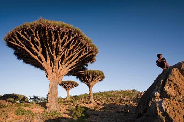 socotra-03