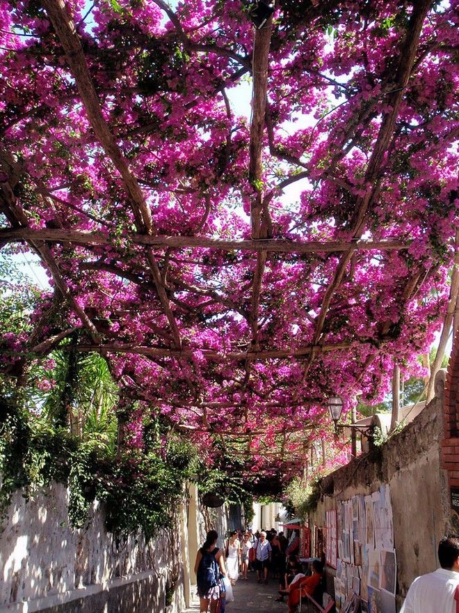 tilestwra.gr : street14 Στη Λέσβο, ο ομορφότερος δρόμος του κόσμου