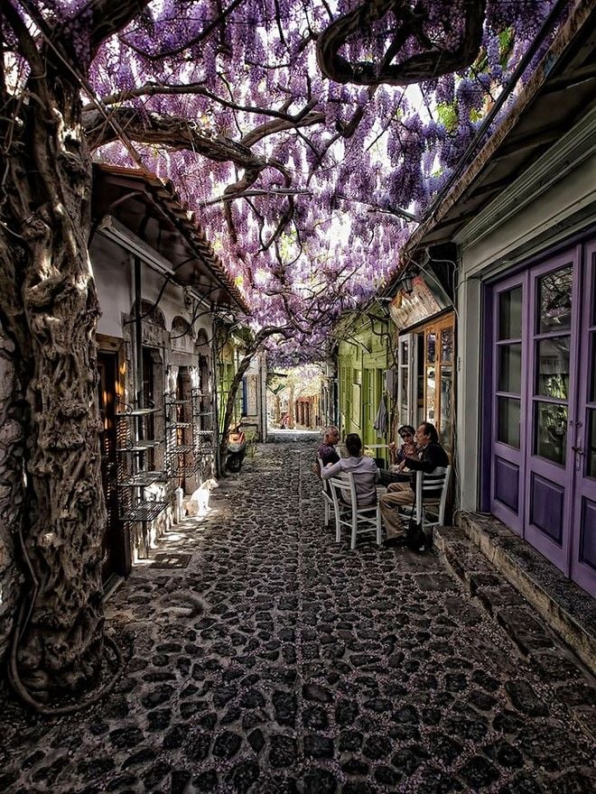 tilestwra.gr : street16 Στη Λέσβο, ο ομορφότερος δρόμος του κόσμου