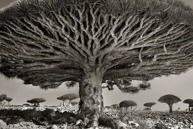 Τα ωραιότερα αιωνόβια δέντρα του κόσμου! 17 tree1