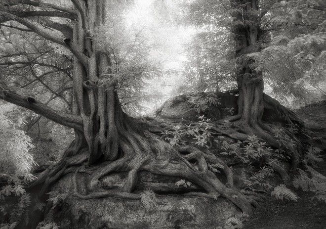 Τα ωραιότερα αιωνόβια δέντρα του κόσμου! 9 tree10