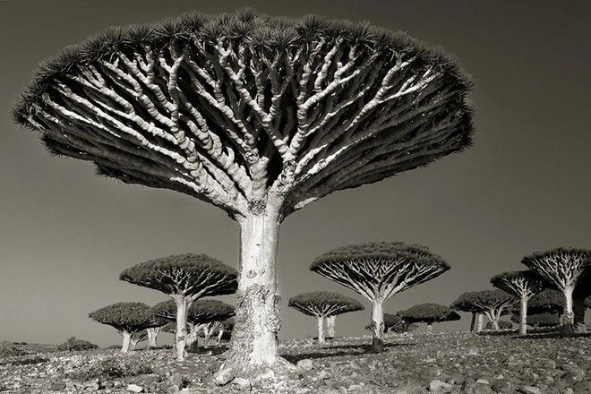 Τα ωραιότερα αιωνόβια δέντρα του κόσμου! 10 tree11