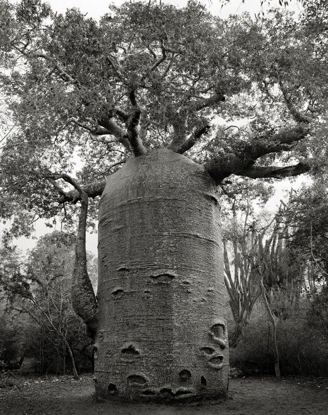 Τα ωραιότερα αιωνόβια δέντρα του κόσμου! 11 tree12