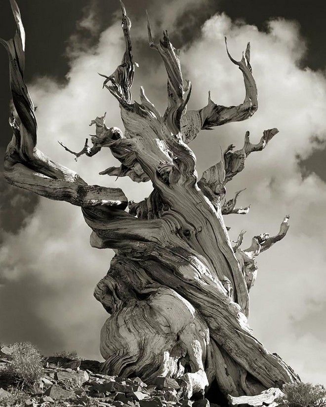 Τα ωραιότερα αιωνόβια δέντρα του κόσμου! 13 tree14