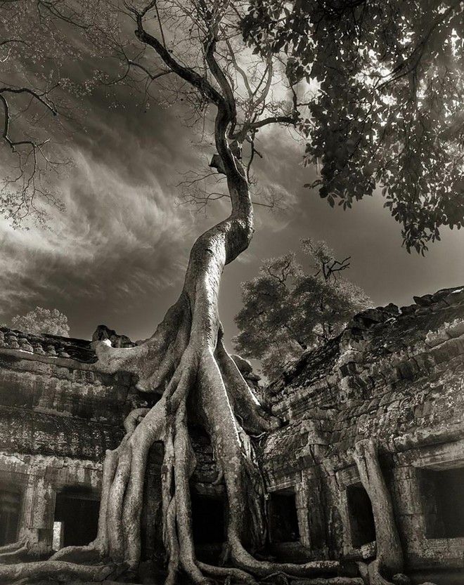 Τα ωραιότερα αιωνόβια δέντρα του κόσμου! 14 tree16