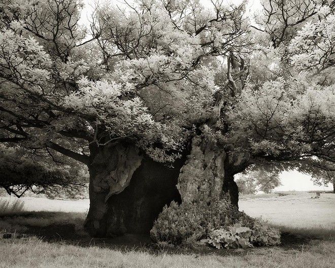 Τα ωραιότερα αιωνόβια δέντρα του κόσμου! 15 tree17