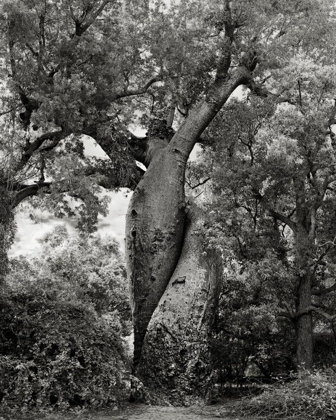 Τα ωραιότερα αιωνόβια δέντρα του κόσμου! 16 tree18