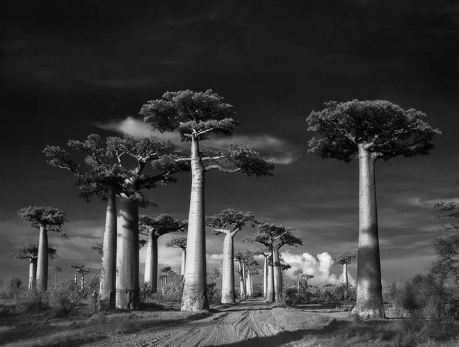 Τα ωραιότερα αιωνόβια δέντρα του κόσμου! 1 tree2
