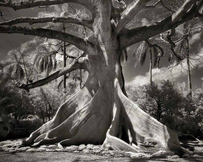 Τα ωραιότερα αιωνόβια δέντρα του κόσμου! 2 tree3