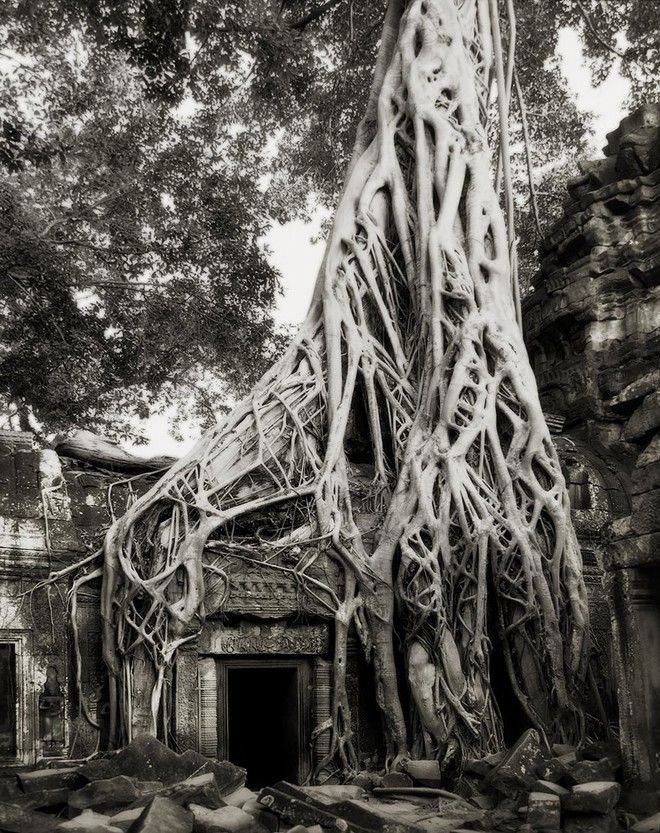 Τα ωραιότερα αιωνόβια δέντρα του κόσμου! 3 tree4