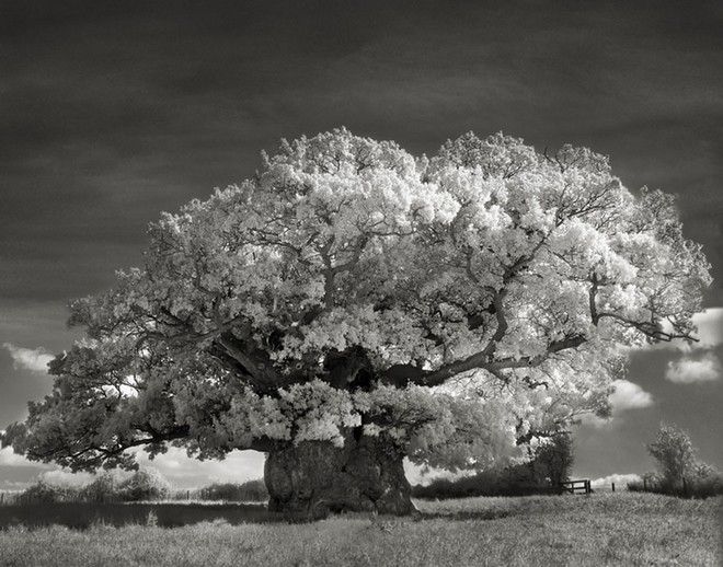 Τα ωραιότερα αιωνόβια δέντρα του κόσμου! 4 tree5