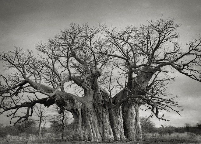 Τα ωραιότερα αιωνόβια δέντρα του κόσμου! 5 tree6