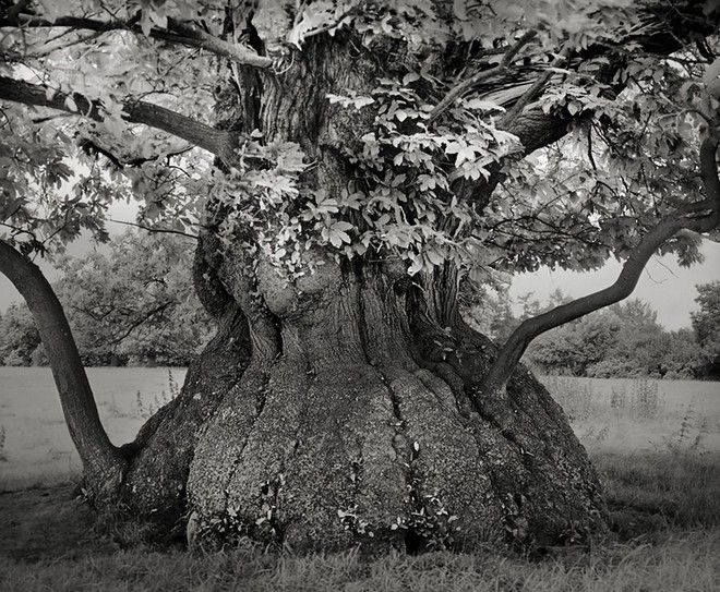 Τα ωραιότερα αιωνόβια δέντρα του κόσμου! 6 tree7